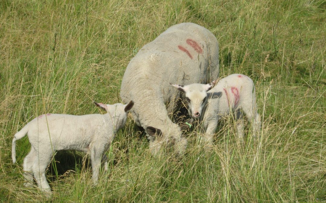 Wanted: A self-motivated, eager person to help during our lambing season