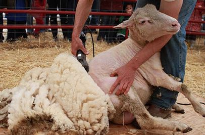Shearing & COVID-19