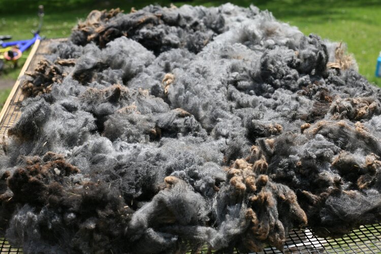 Wool Quality Improvement, Classing and Grading with Lisa Surber