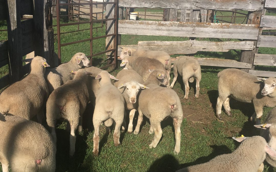 Purebred Canadian Arcott Ram and Ewe lambs for sale