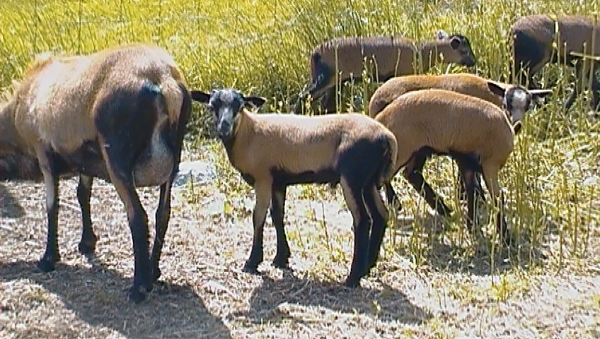 Purebred & Registered American Blackbelly Lambs for Sale