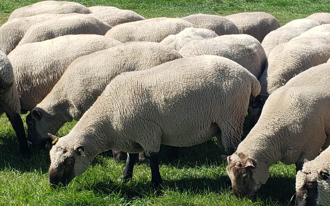 For Sale: 7 pure bred Clun Forest Rams