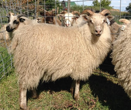 Purebred Icelandic Ram Lambs and Ewe Lambs For Sale