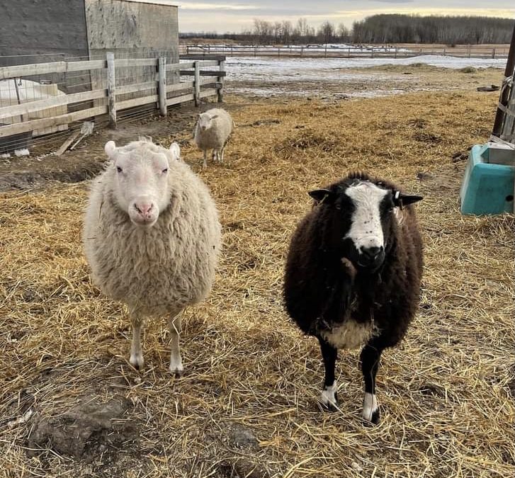 For Sale Pure bred Finn Rams