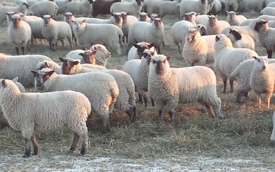 400 open Clun Forest Cross Ewe Lambs