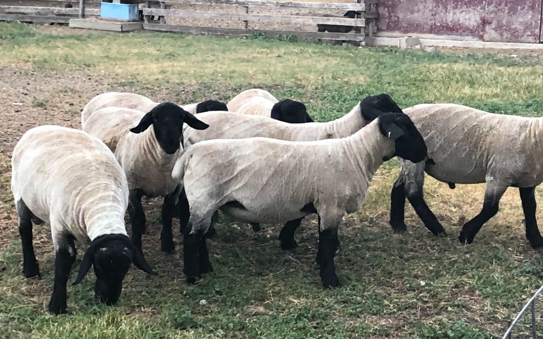 Quality Suffolk Ram Lambs for Sale