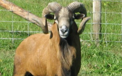 For Sale: Flock of purebred registered American Blackbelly sheep
