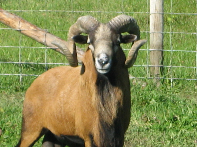 For Sale: Flock of purebred registered American Blackbelly sheep