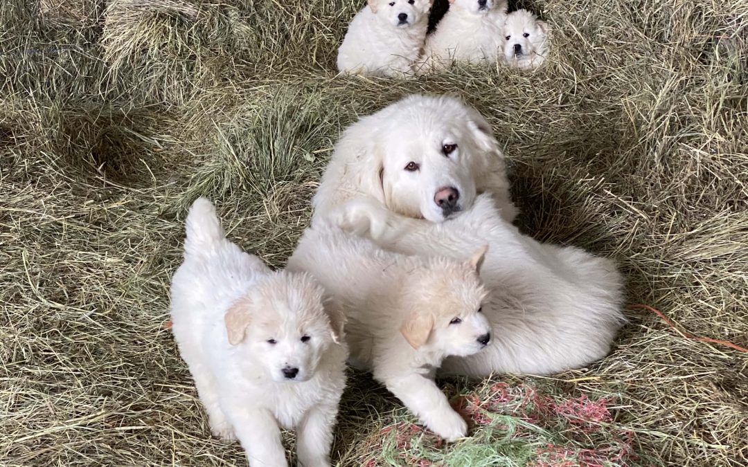 Great Pyrenees x Akbash Guardian Pups for Sale