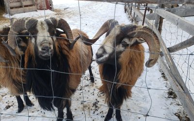 Purebred registered American Blackbelly yearling or younger rams For Sale