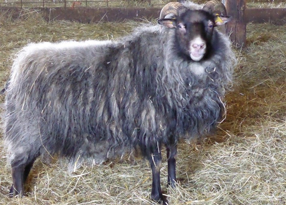 For sale: Registered Icelandic Sheep