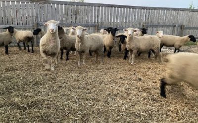 For Sale – Dorset and Suffolk Ewe Lambs