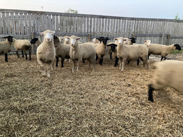 For Sale – Dorset and Suffolk Ewe Lambs