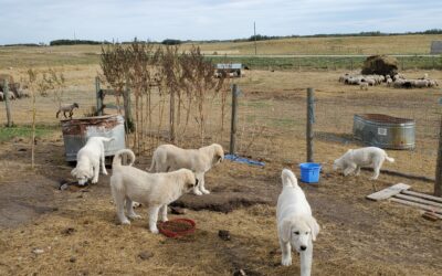 Two (2) female sheep guard dog puppies For Sale