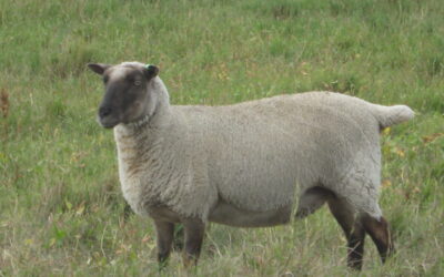 150 open Clun Forest cross ewes For Sale