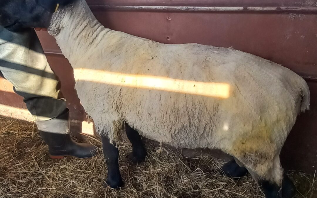 Registered Suffolk Ram