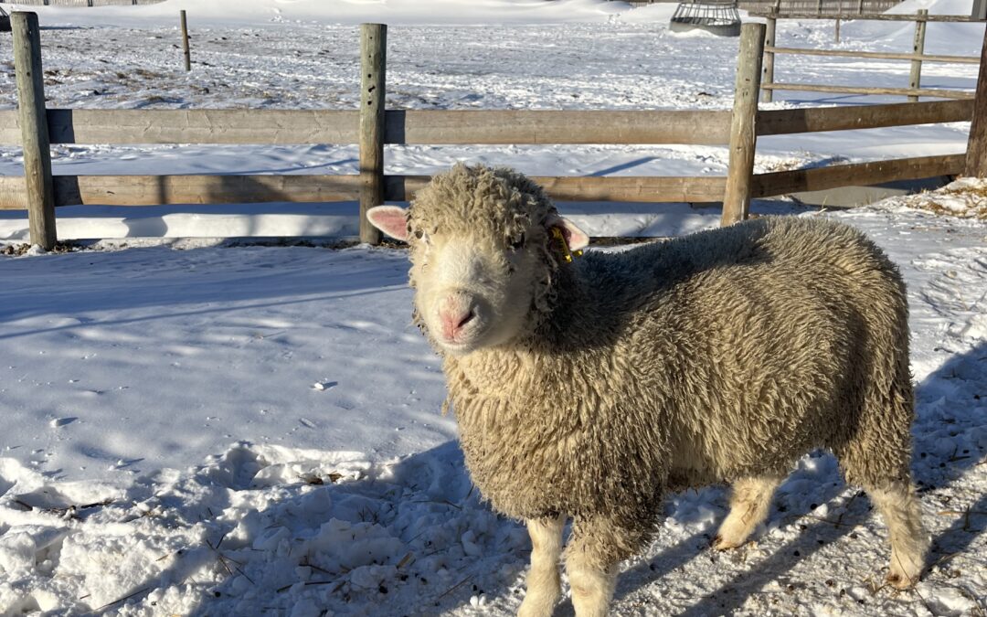 Dorset Ram Lambs
